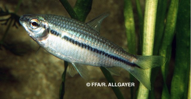 Nannaethiops unitaeniatus - 